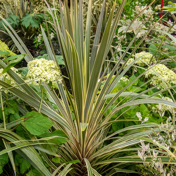 Cordyline australis Torbay Dazzler® Cordyline australis Torbay Dazzler®
