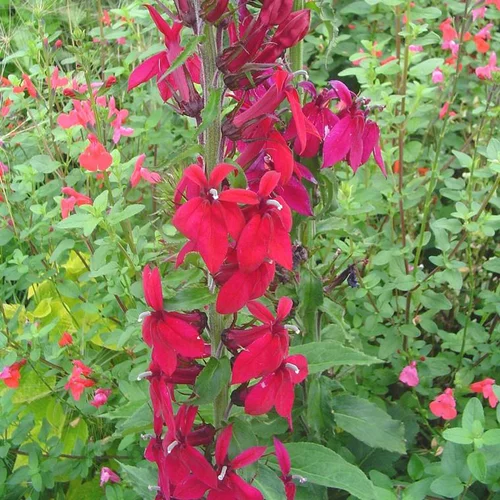 Lobélie queen victoria rouge en pot de 2 L