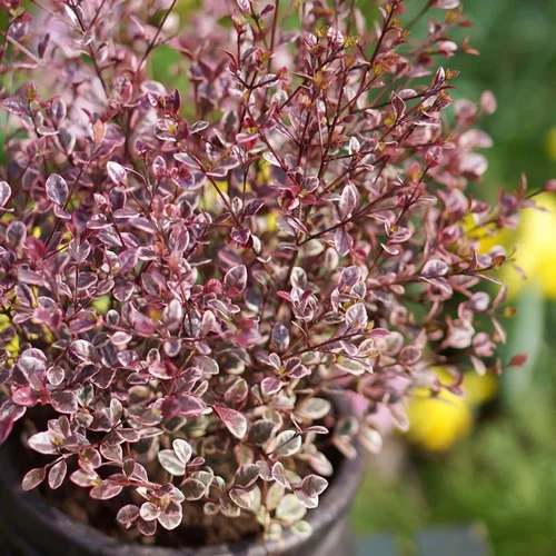 Lophomyrthus Ralphii Magic Dragon rose en pot de 4 L
