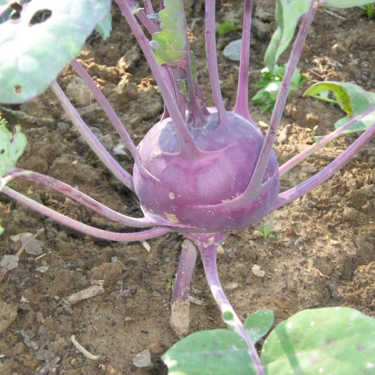 Bio zaden van Koolrabi Delikatess blauw