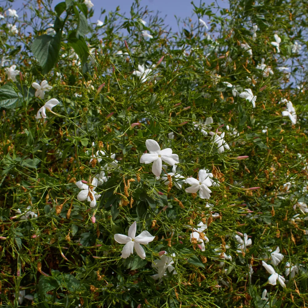 Jasmin de Grasse Jasminum grandiflorum