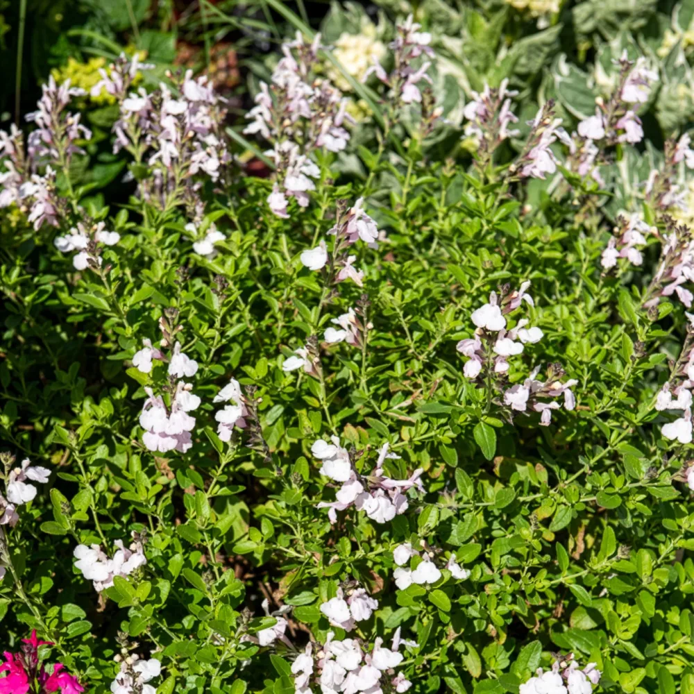 Sauge Magical ®Donau Salvia jamensis Magical® Donau Kolmadon