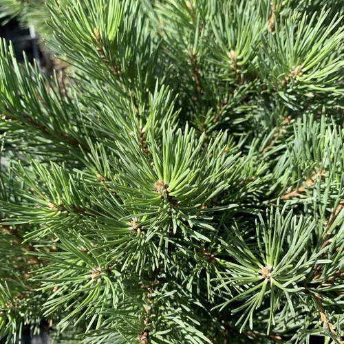 Pin sylvestre Watereri. Le pot de 20 litres