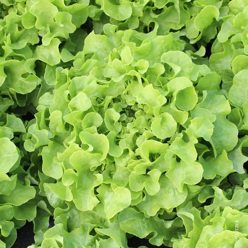 Laitue Feuille De Chene Verte Bio. La barquette de 12 plants