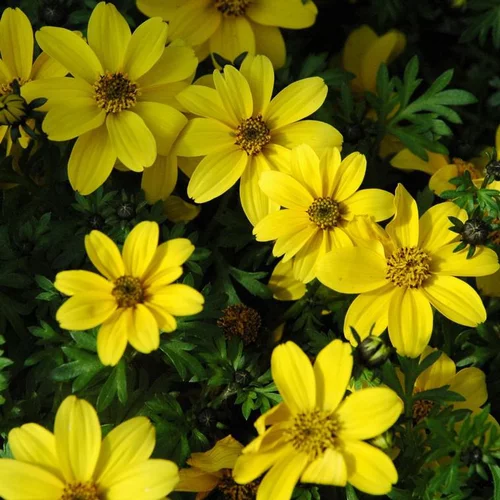 Bidens Golden Empire à fleurs jaunes - Le pot de 4,5 litres