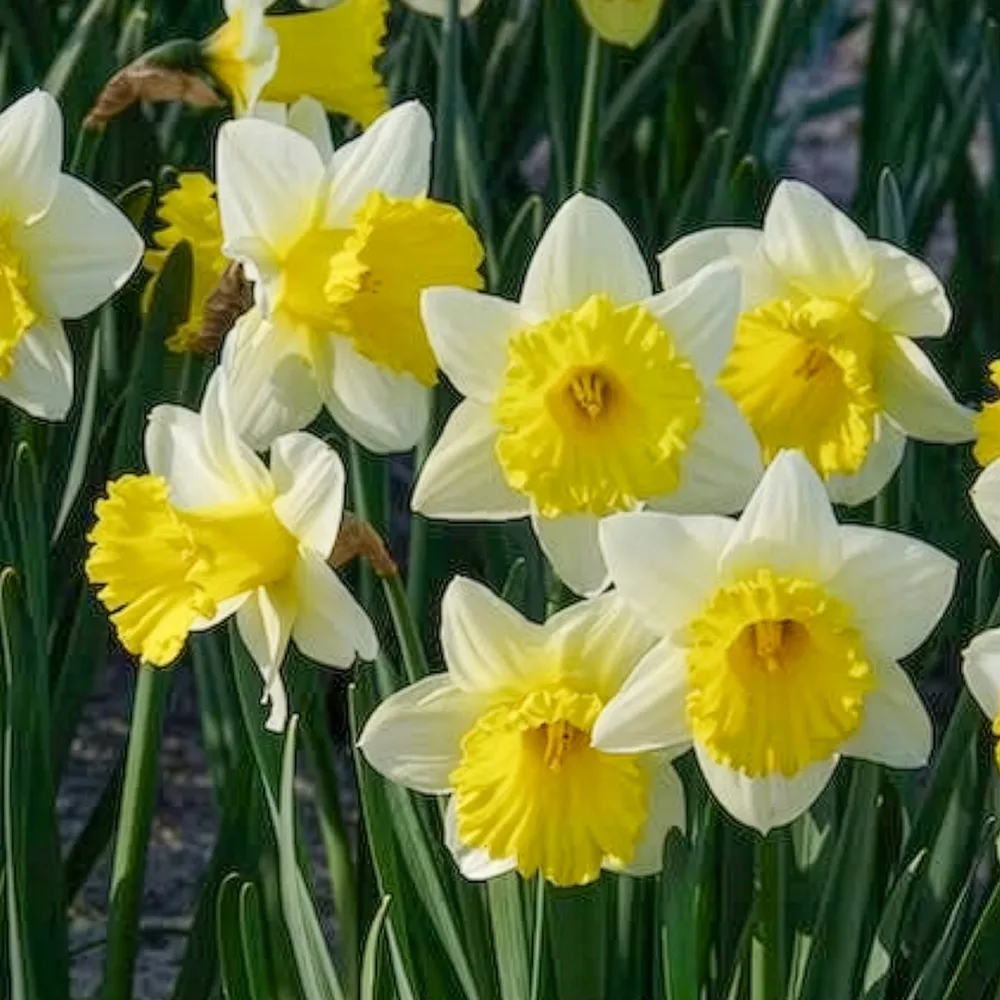10 Narcisses Goblet Narcissus goblet