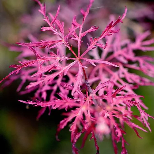 Acer Palmatum Dissectum Inabashidare (Erable du Japon) 80/100 ½ tige