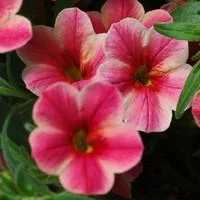 Calibrachoa - Le pot de 10.5 cm