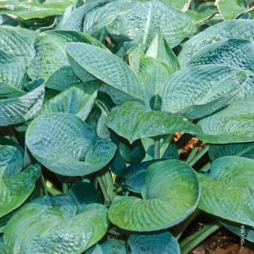 Hosta 'Guacamole' - Le pot de 2 litres