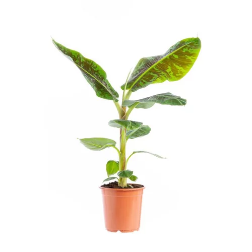 Musa Nana Bananier pot Ø21xH125 cm