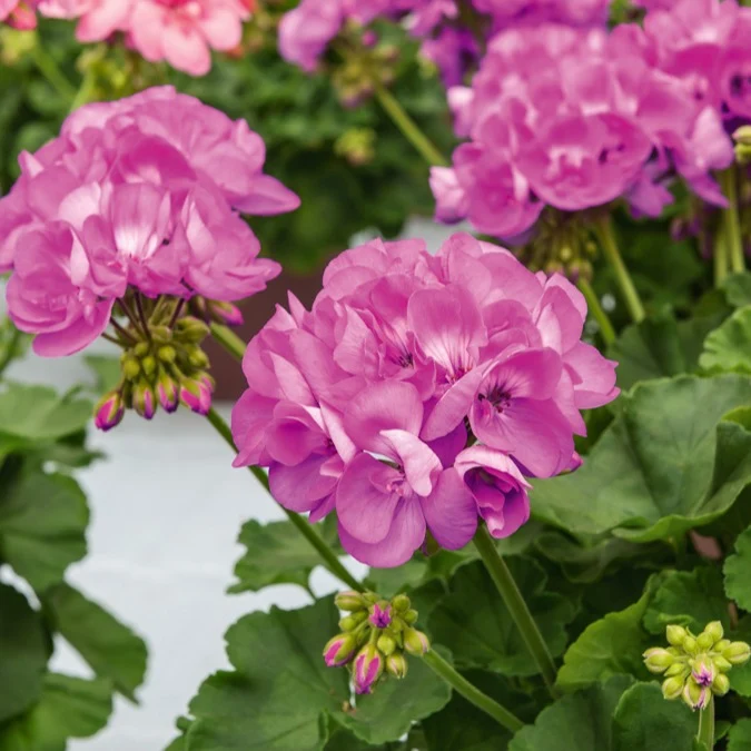 Géranium zonale violet Pelargonium zonale