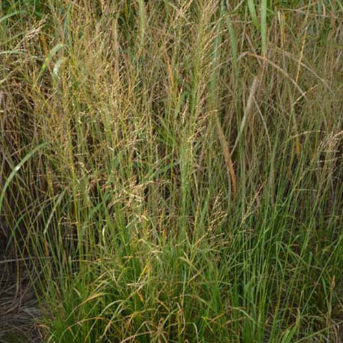 Molinie élevée Bergfreund Molinia arundinacea bergfreund