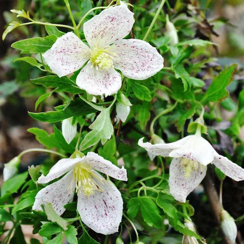 CLEMATITE CIRRHOSA WINTER PARASOL. Le pot de 4 litres
