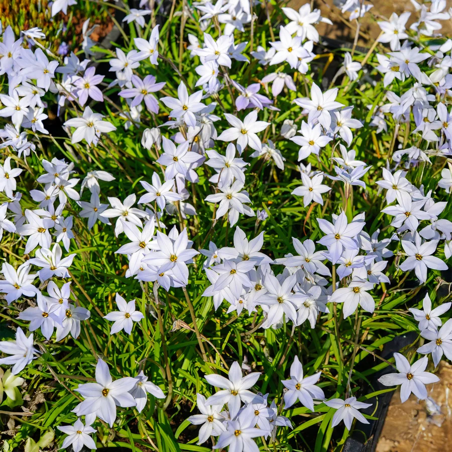 15 Etoiles de printemps Wisley Blue Ipheion uniflorum 'wisley blue'