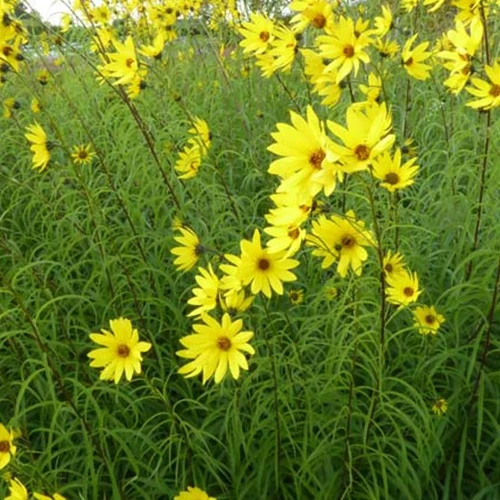 Tournesol vivace à feuilles de saule Helianthus salicifolius
