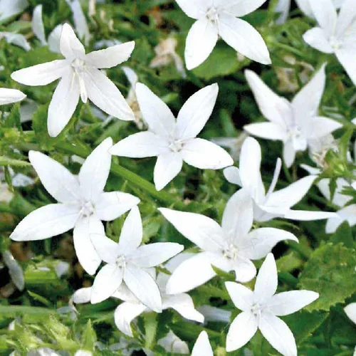 Campanule Poscharskyana blanche - Le pot de 9 x 9 cm