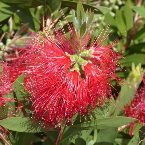 Callistemon Laevis – Pot déco de 6L