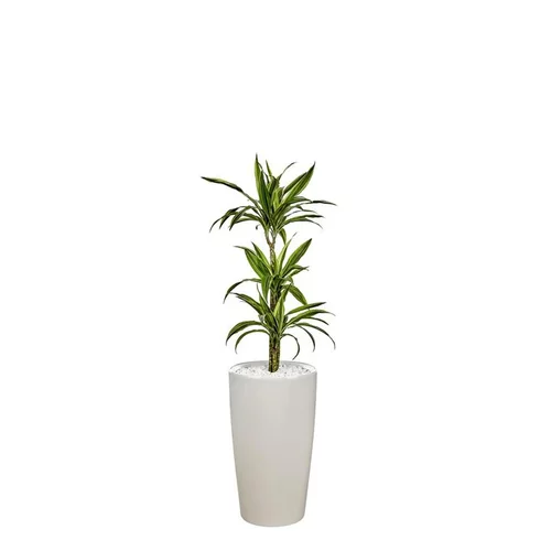 Dracaena lemon lime 3 tiges et son pot Rondo premium Ø 32 blanc