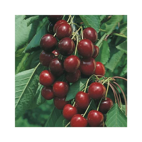 Cerisier Big. De La St Jean ® Gardel Bio. En racine nue, forme gobelet