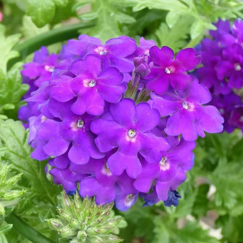 Verveine homestead violette en pot de 2 L