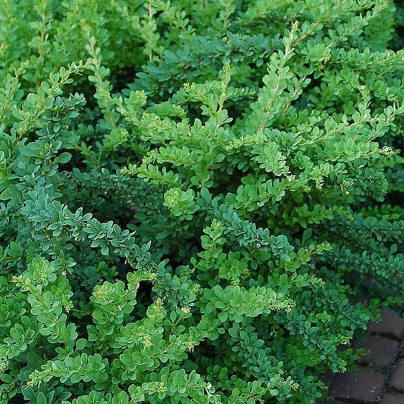 2 x Épine-vinette de Thunberg – Berberis thunbergii 'Green Carpet', 25-30 cm pot
