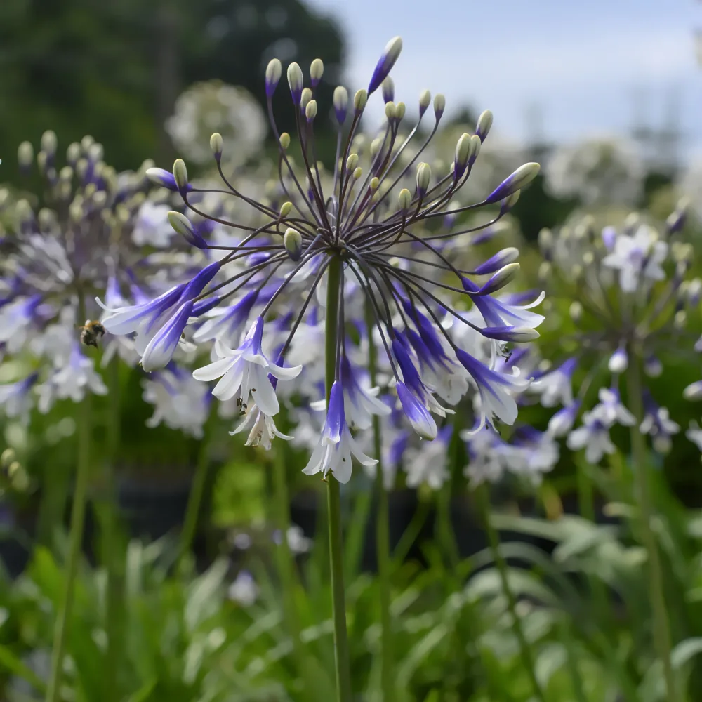 Agapanthe Fireworks Agapanthus Fireworks
