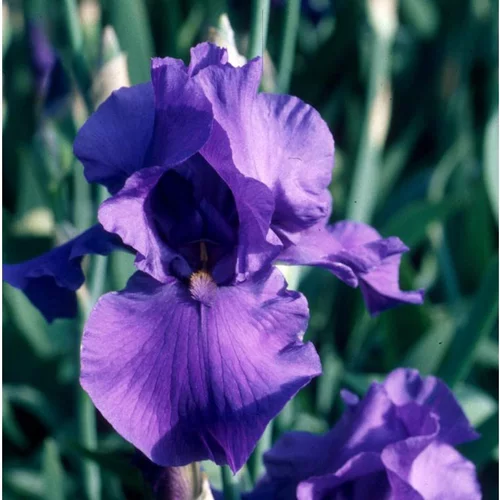 Iris des jardins à fleurs multicolores - Le pot de 2 litres