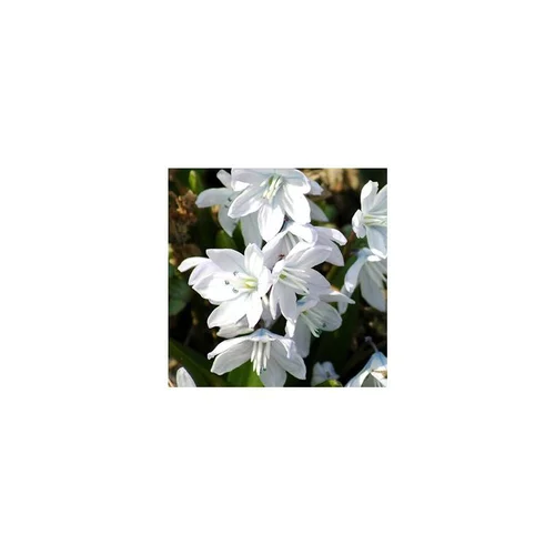 Scilla Tubergeniana - Le pot de 10,5 cm