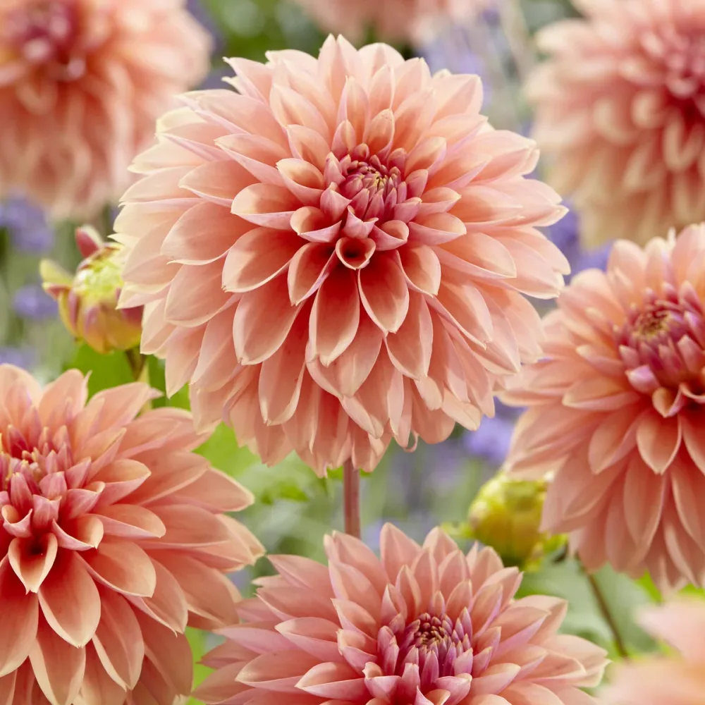 Dahlia décoratifs Kick off Dahlia Kick Off