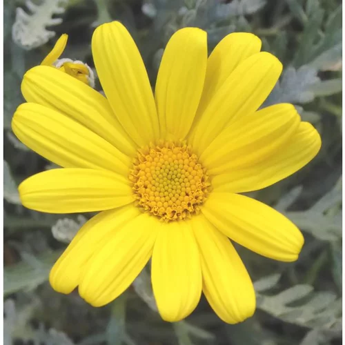 Euryops ou Marguerite de la savane à fleurs jaunes - Le pot Ø 14 cm