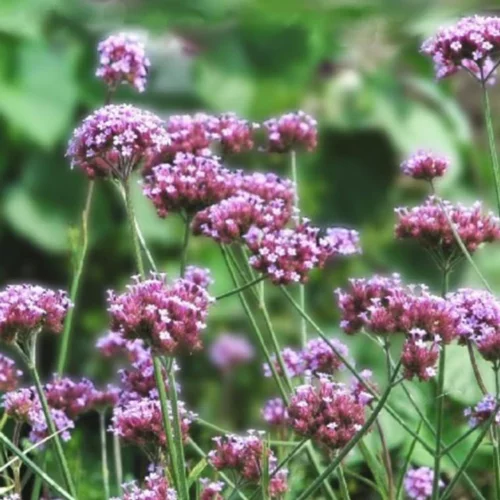 Verbena Bonariensis Lollipop - Le pot de 3 litres