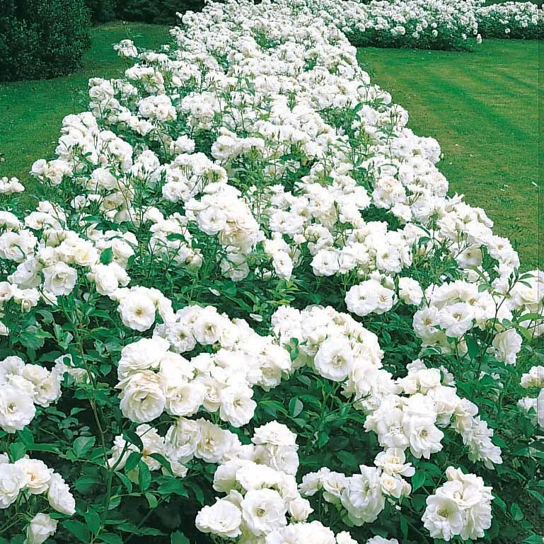 Rosier Princesse de Galles ® Hardinkum Rosa floribunda princesse de galles ® hardinkum