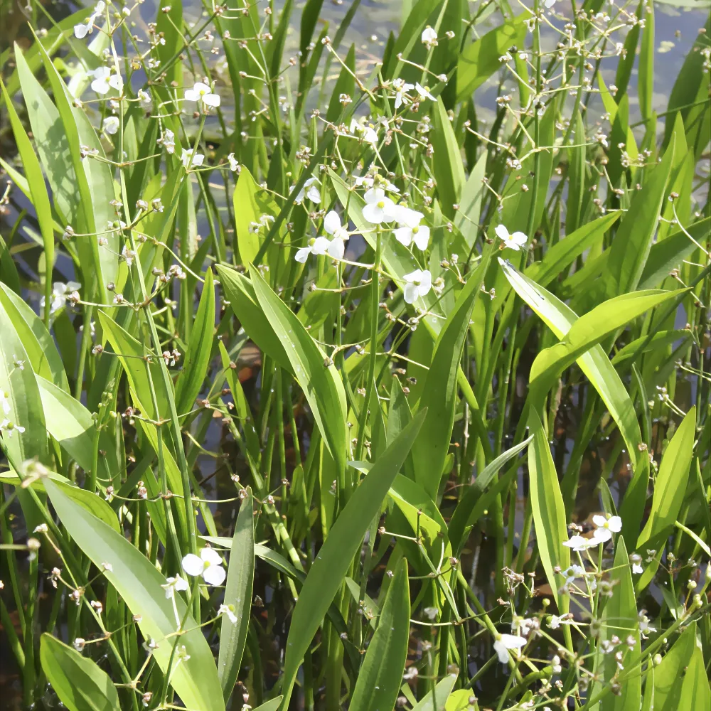 Sagittaire graminiforme Sagittaria graminea
