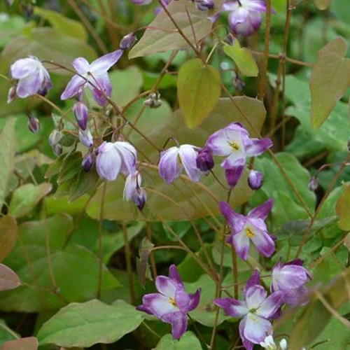 Epimedium Merlin Epimedium youngianum merlin