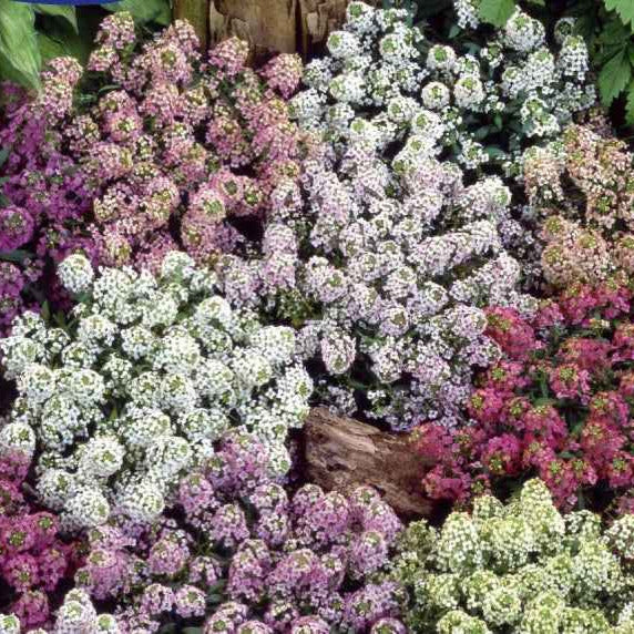 Alysses odorantes nain Magic Circles en mélange Lobularia maritimum