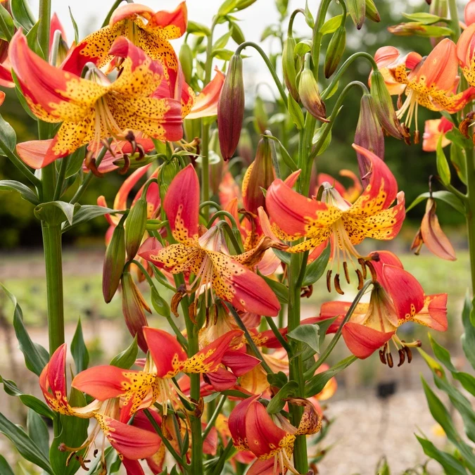 Lis Fusion Lilium fusion