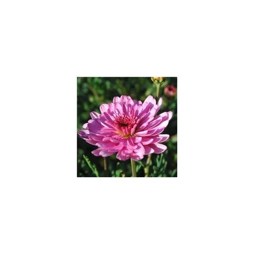 Anthemis suspension - La suspension de 25 cm