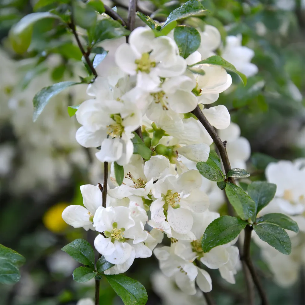 Cognassier du Japon Nivalis Chaenomeles speciosa Nivalis