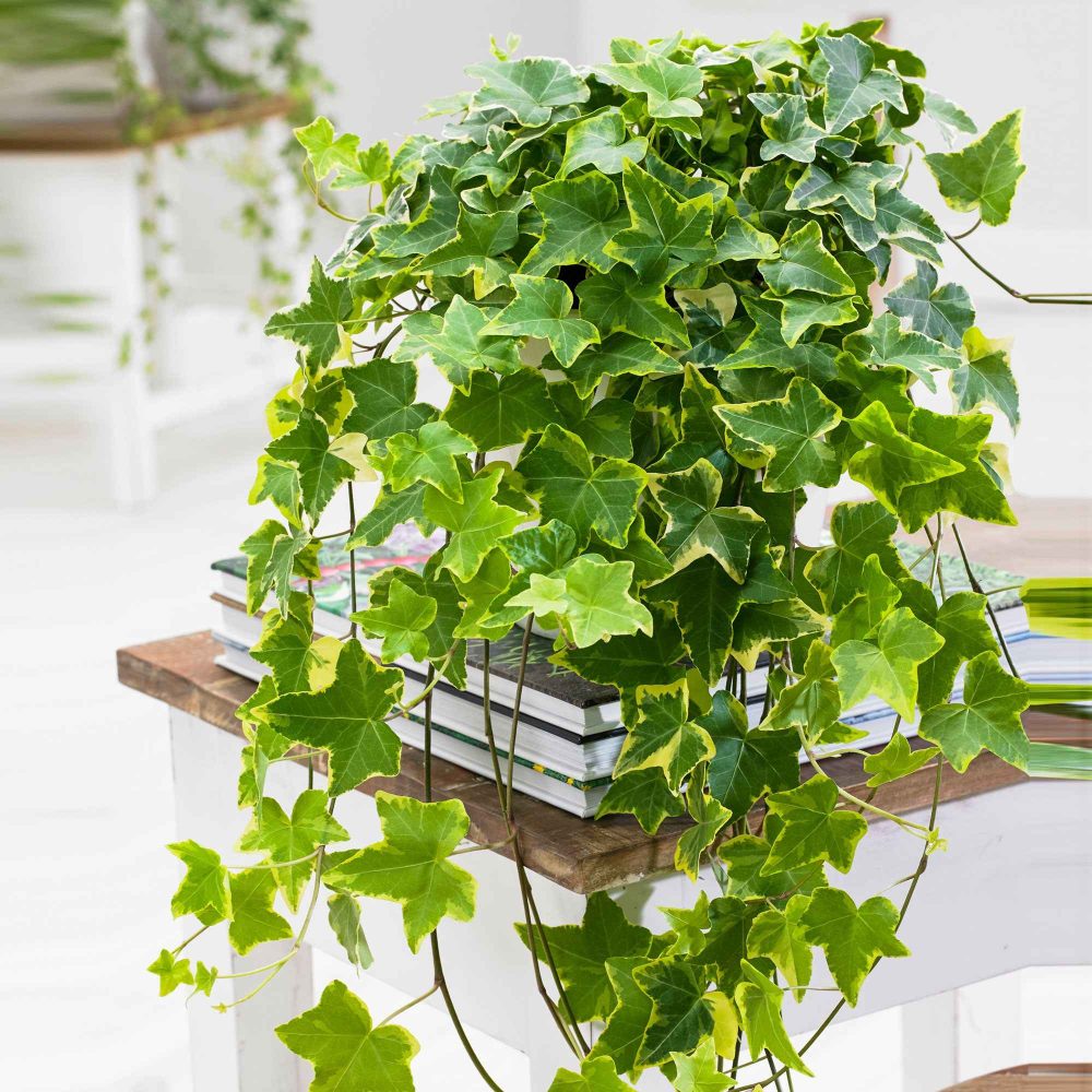 Lierre commun Goldchild - Plante suspendue Hedera helix 'Goldchild'
