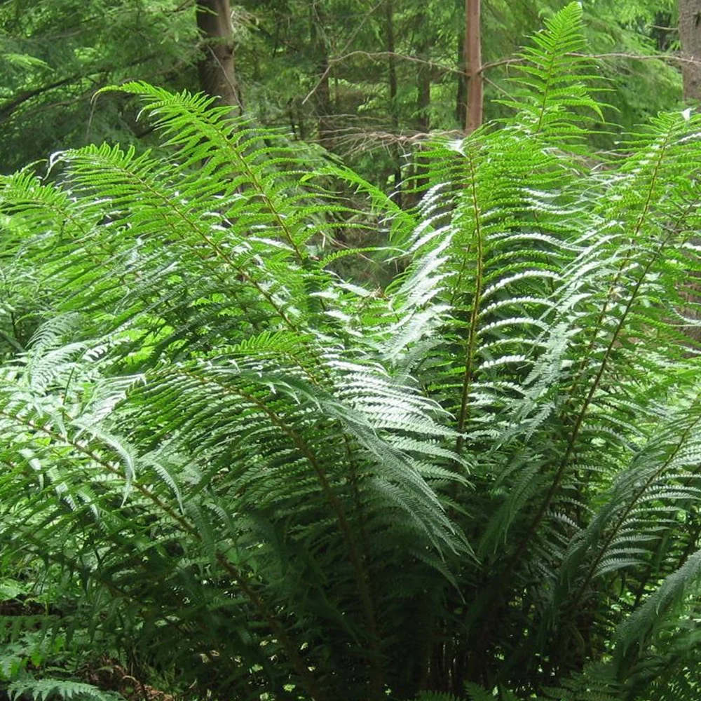 Fausse fougère mâle Dryopteris affinis