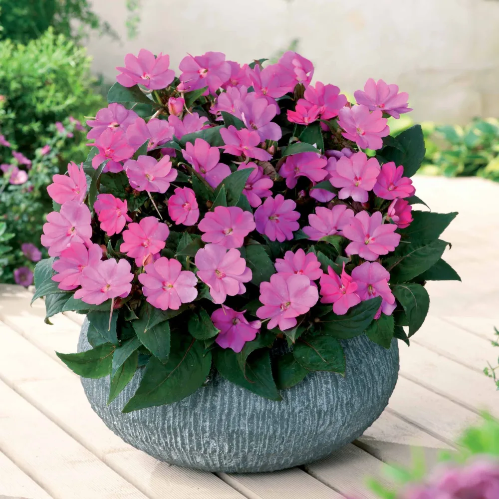 3 Sunpatiens Rose lilas Sunpatiens