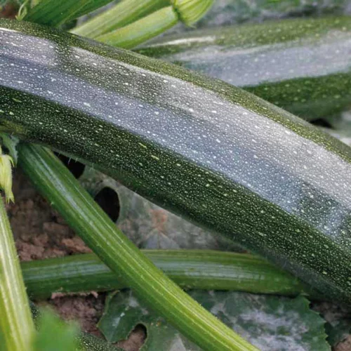 Courgette. La barquette de 4 plants