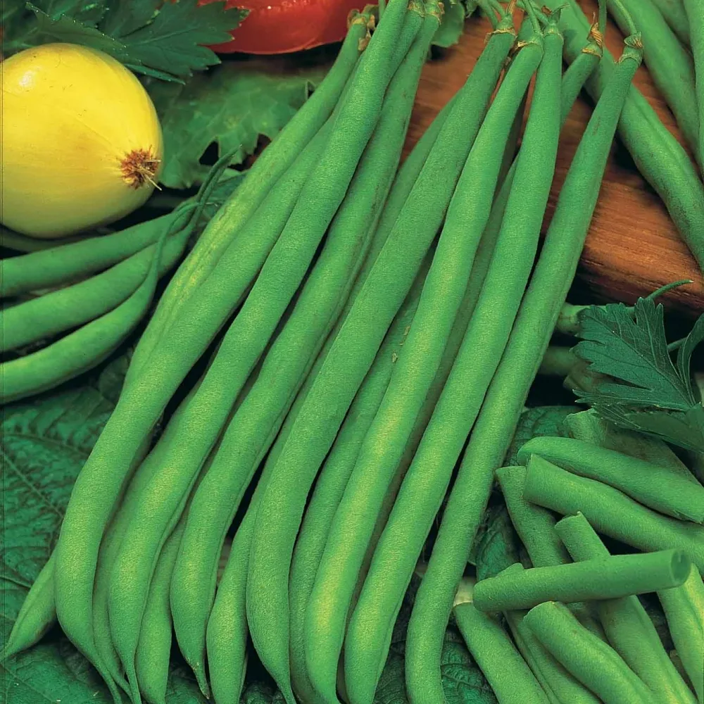 Haricot nain mangetout Princesse double de Hollande Phaseolus vulgaris princesse double de hollande