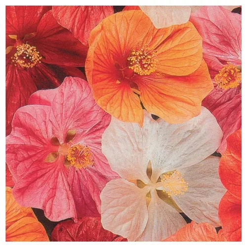 Abutilon - Le pot de 5 litres