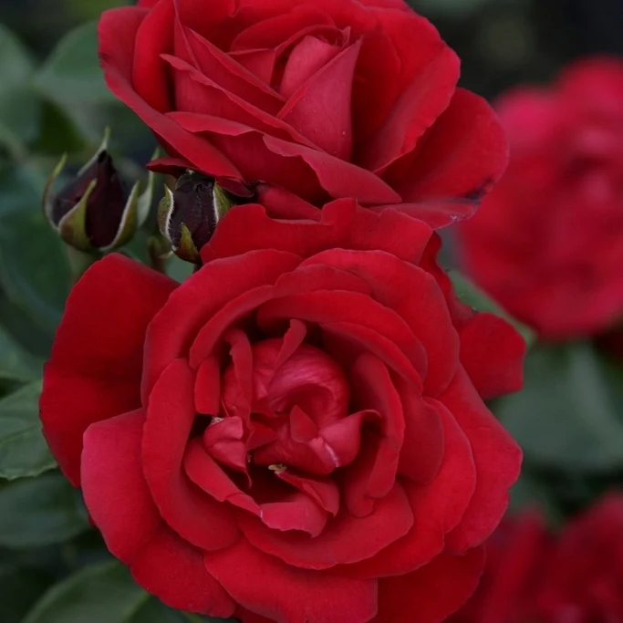 Rosier arbuste Shalom ® Rosa Shalom