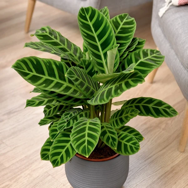 Calathéa zebrina Calathea zebrina