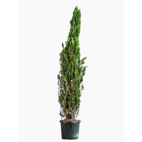 Cupressus Sempervirens Totem (Cyprès d'Italie) 100/125 en pot de 10 L vert