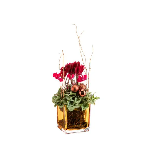Mini cyclamen en pot verre