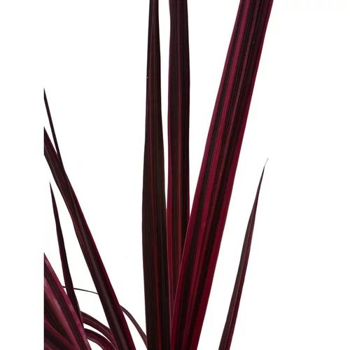 Cordyline Australis Electric Pink. Le pot de 3 litres