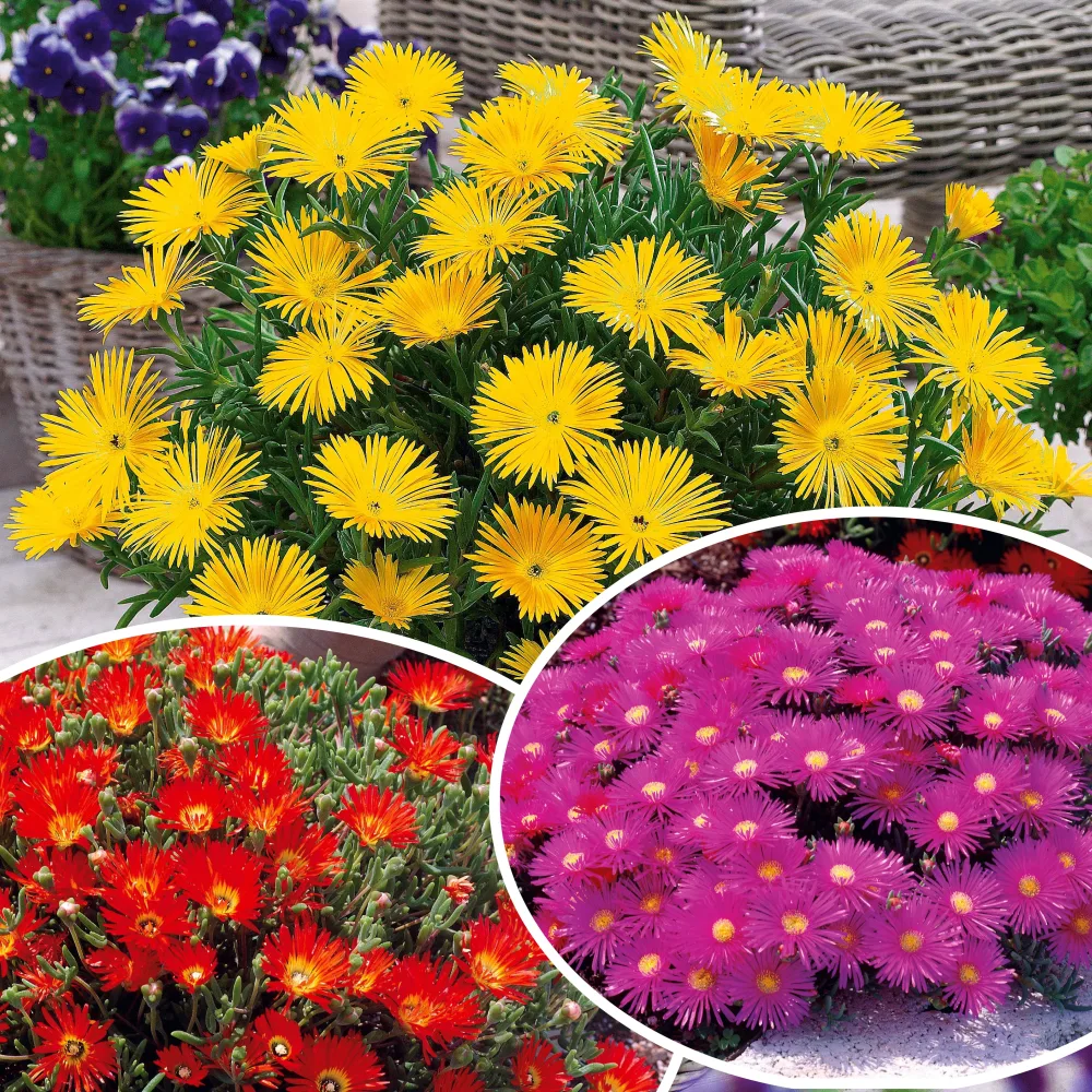 Collection de 6 Ficoïdes : jaunes, violettes, rouges Lampranthus aurantiacus